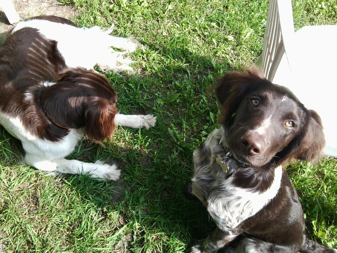Kleiner münsterländer Jack billede 8