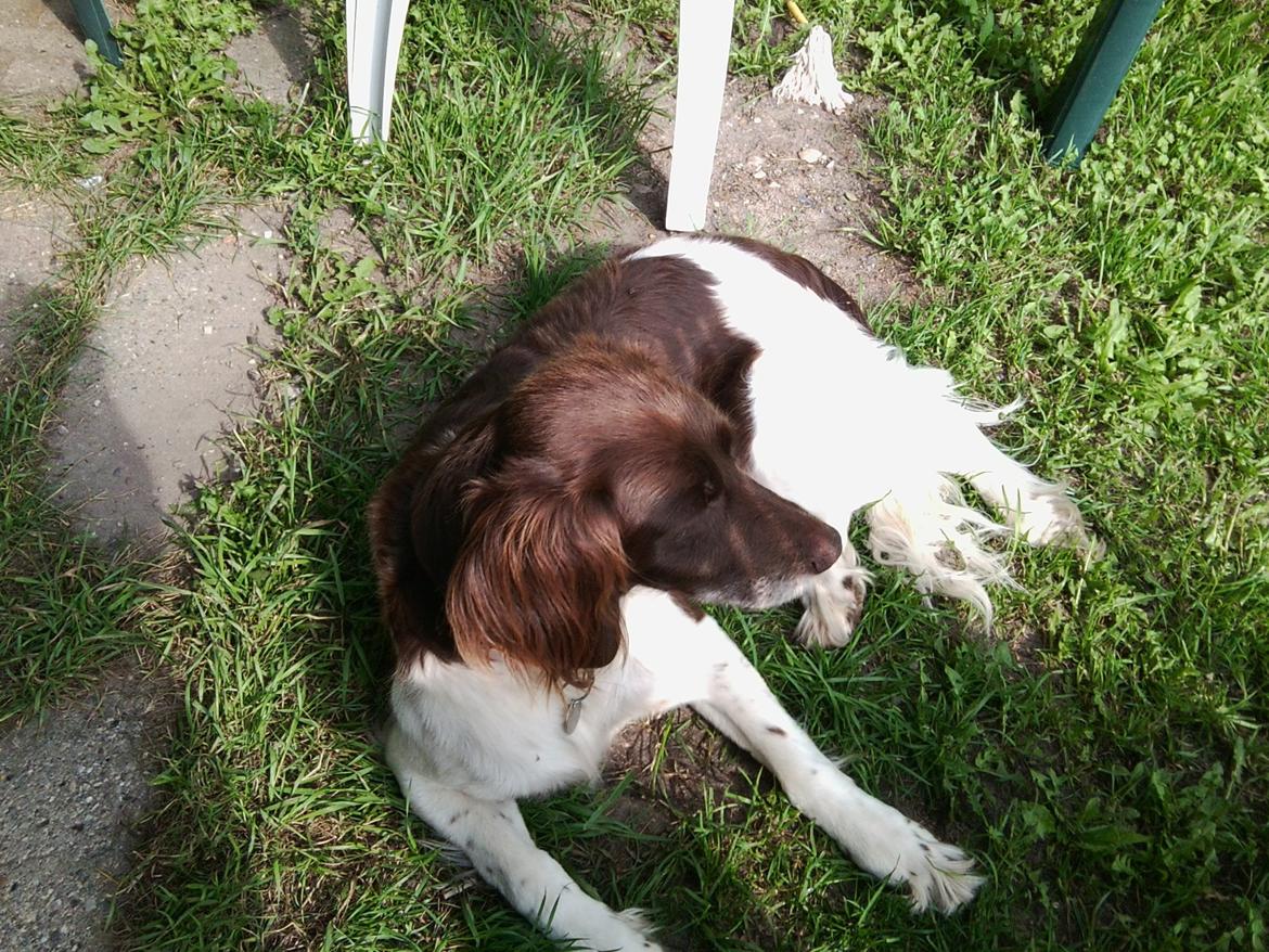 Kleiner münsterländer Jack billede 9