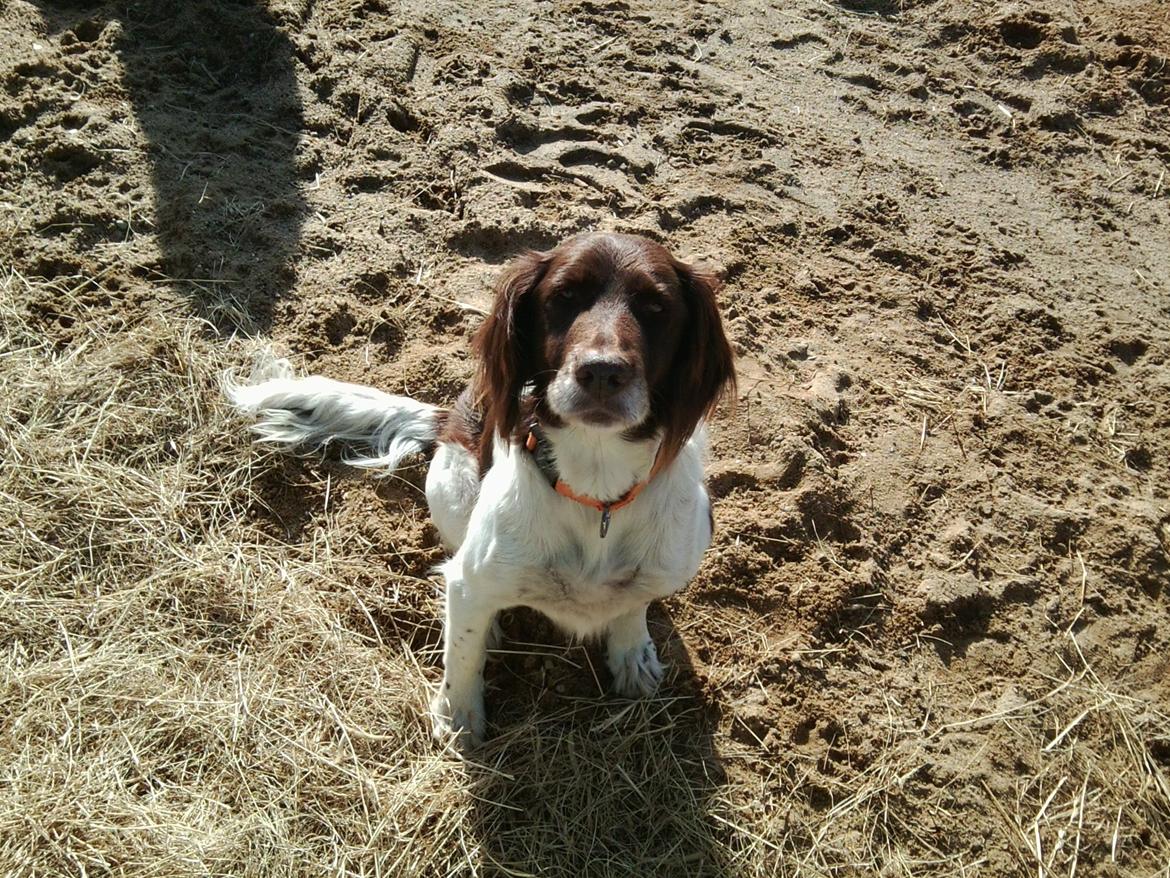 Kleiner münsterländer Jack billede 10