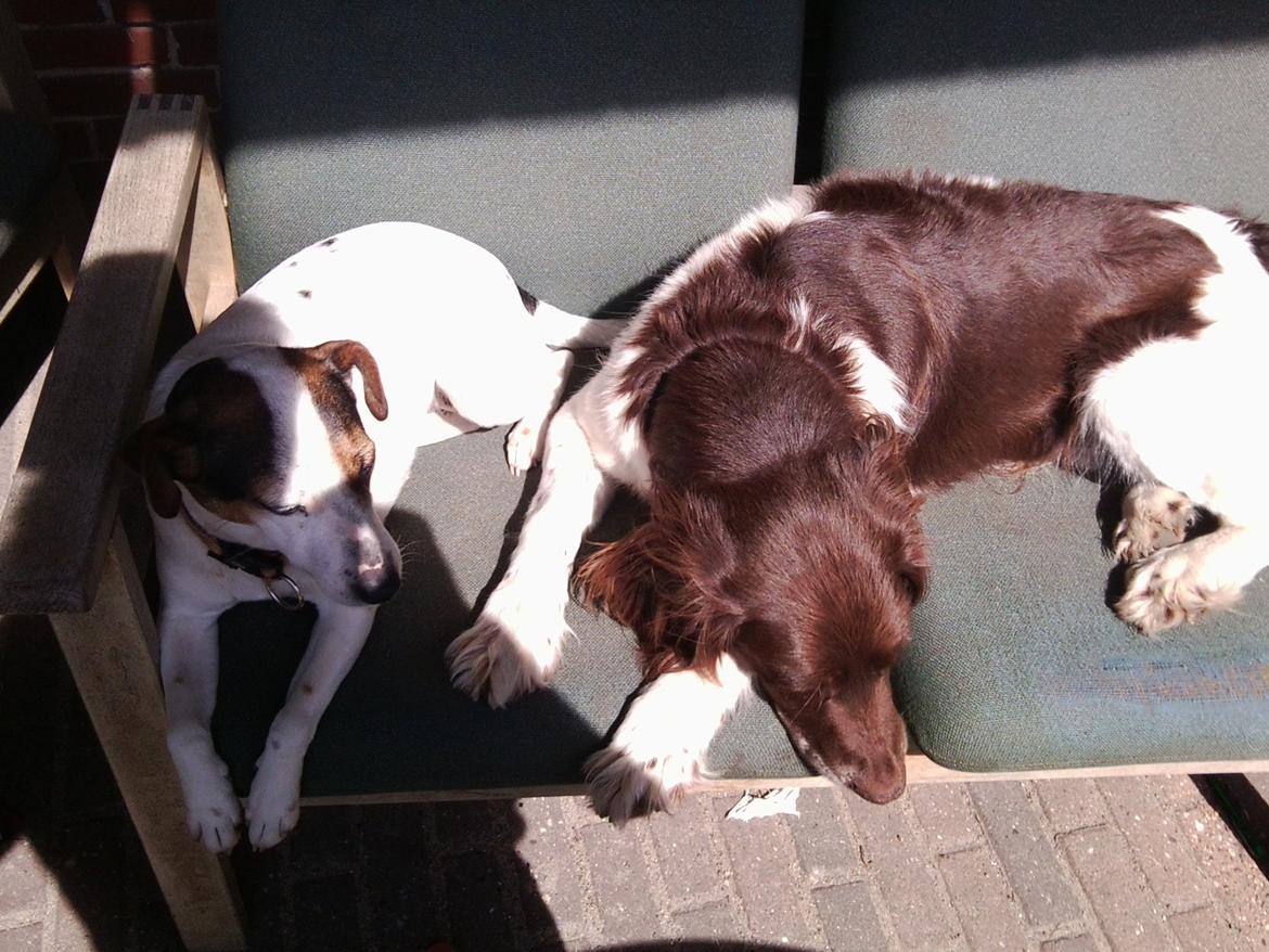 Kleiner münsterländer Jack billede 11