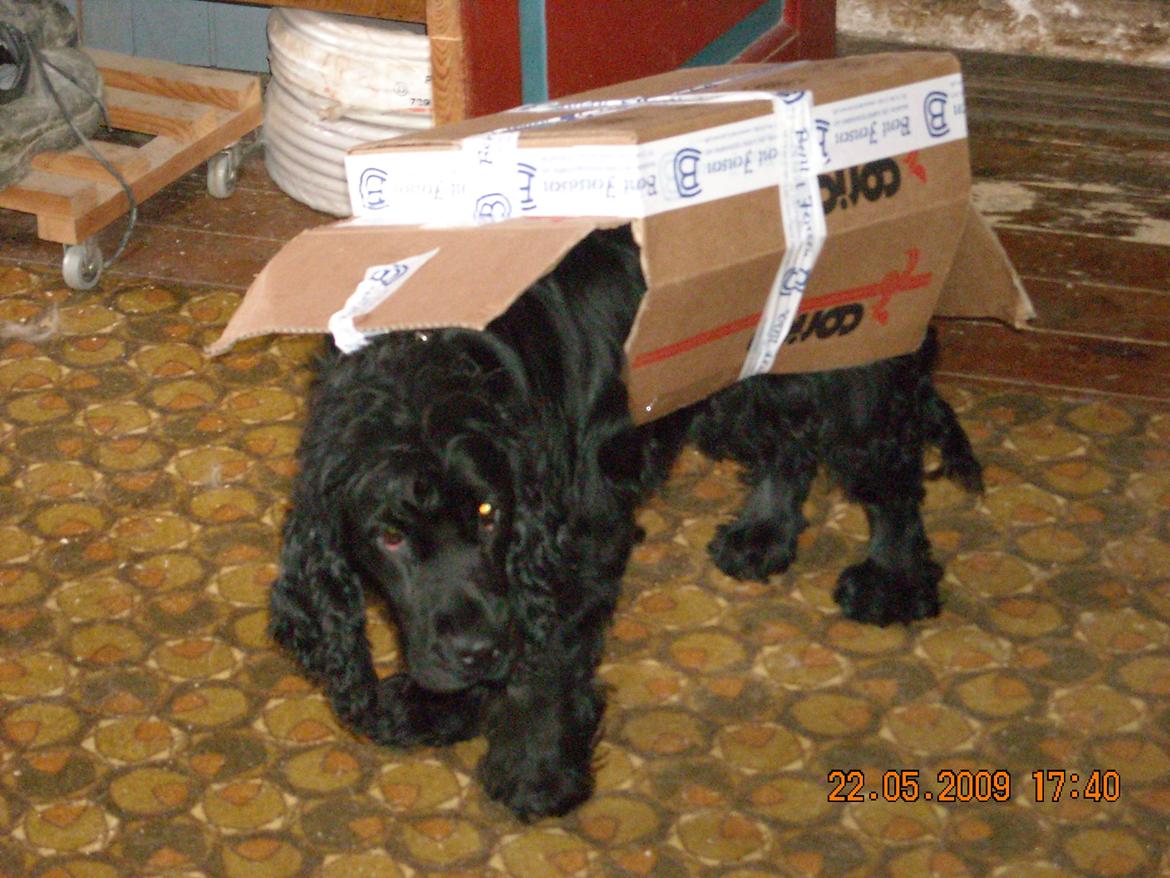 Cocker spaniel Tilde billede 17