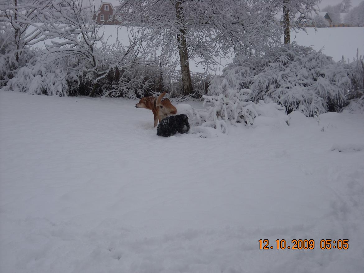 Cocker spaniel Tilde billede 18