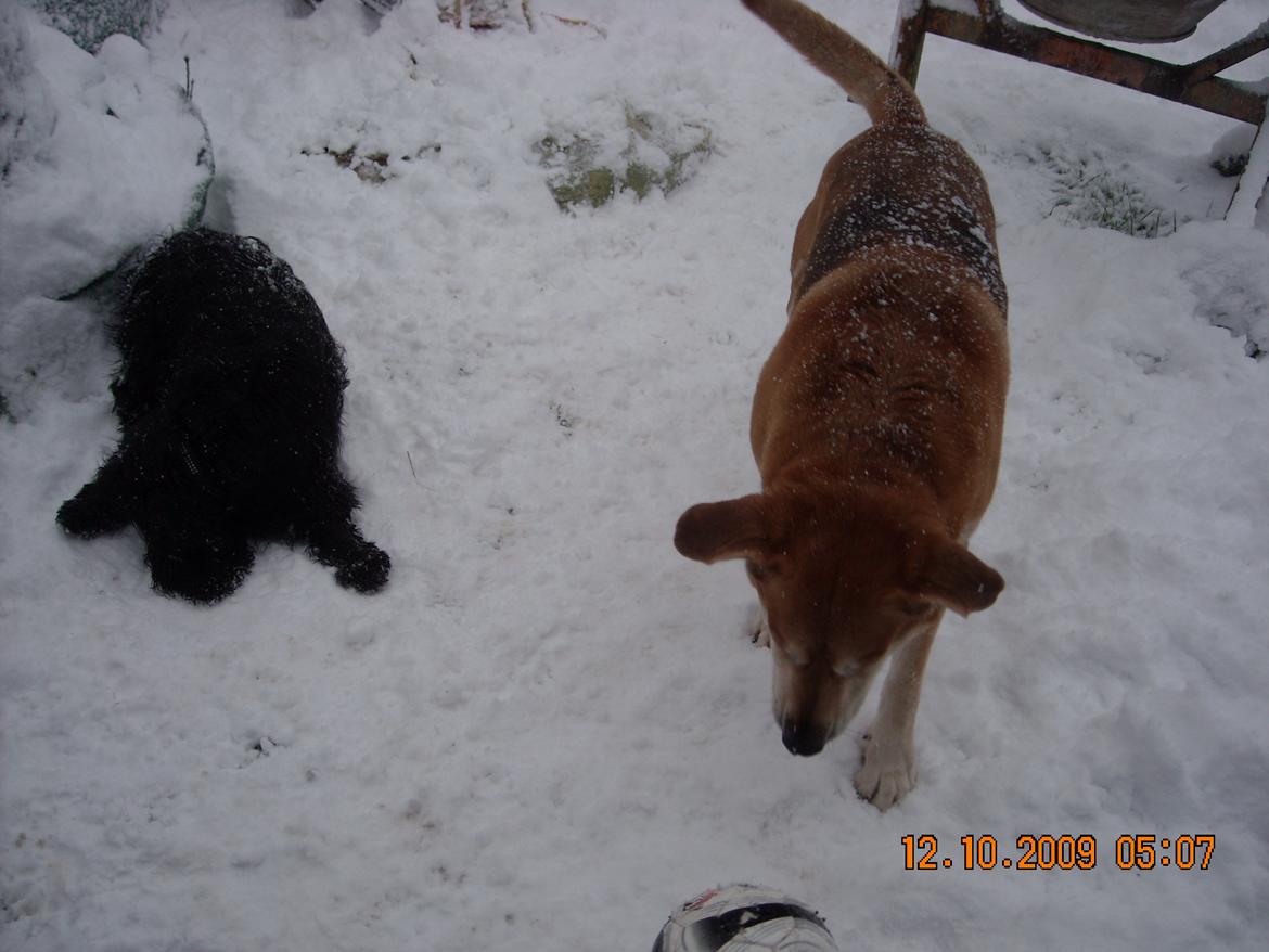 Cocker spaniel Tilde billede 19