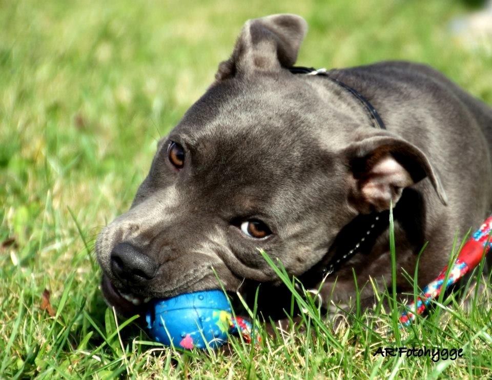 Staffordshire bull terrier Grand Chevy Sama Slodycz - AR`Fotohygge billede 14