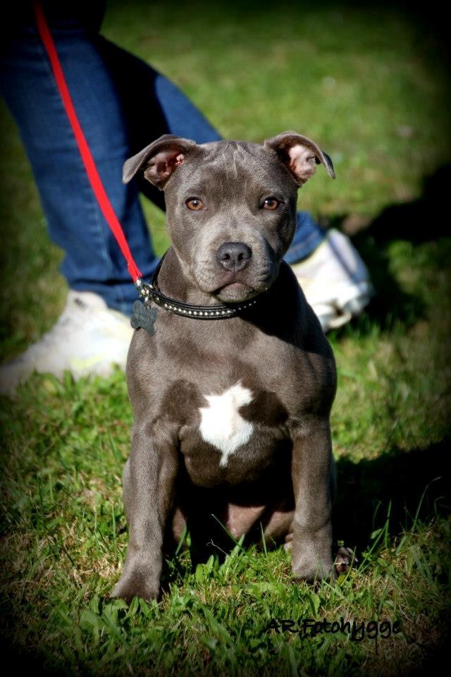 Staffordshire bull terrier Grand Chevy Sama Slodycz - AR`Fotohygge billede 11