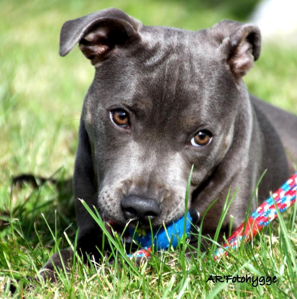 Staffordshire bull terrier Grand Chevy Sama Slodycz - AR`Fotohygge billede 13