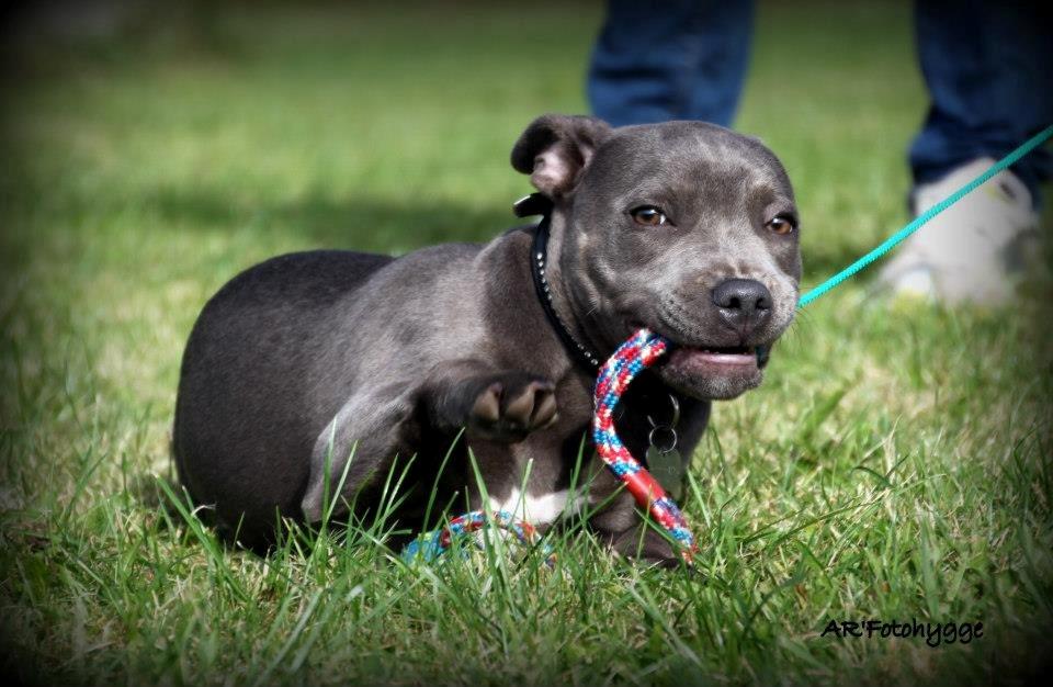 Staffordshire bull terrier Grand Chevy Sama Slodycz - AR`Fotohygge billede 15