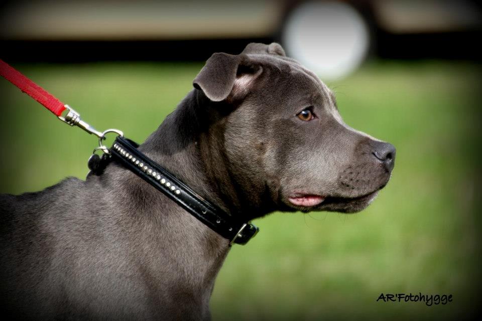 Staffordshire bull terrier Grand Chevy Sama Slodycz - AR`Fotohygge billede 12