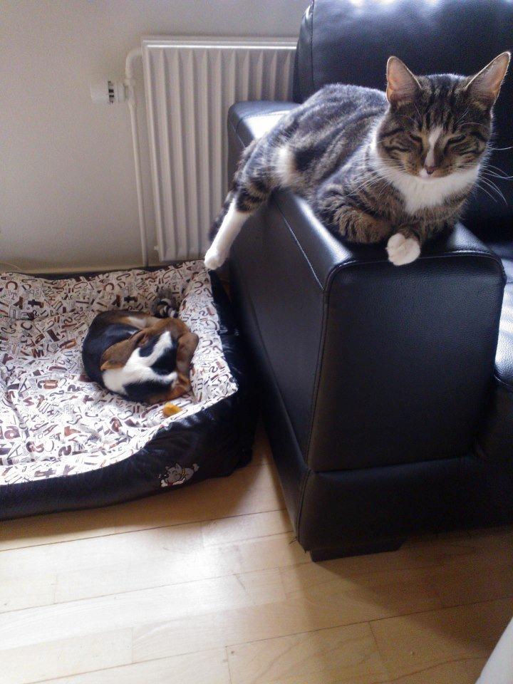 Basset hound Luna R.i.p - Luna og Cæcar får en eftermiddagslur :) <3 billede 8