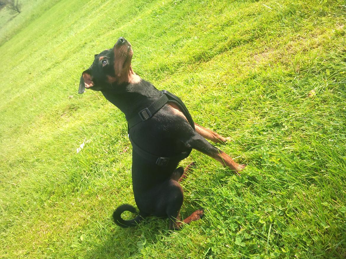 Dvaergpinscher Chaing`ez billede 1