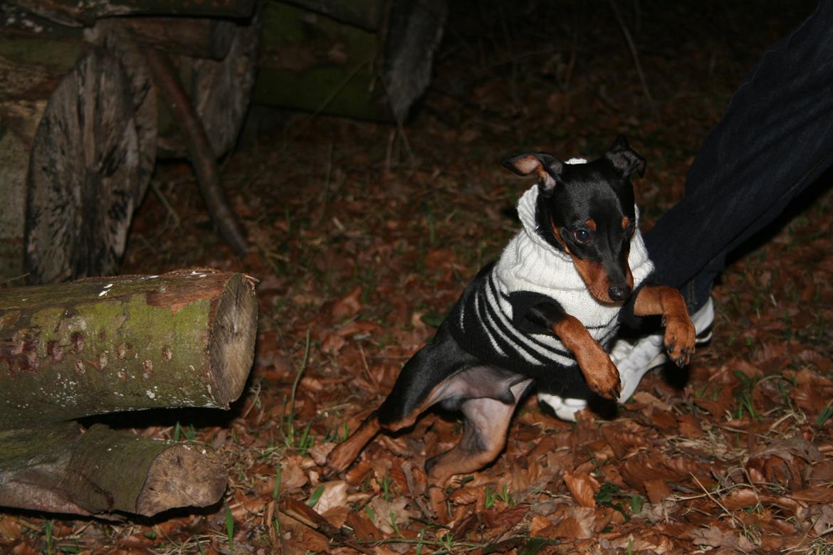 Dvaergpinscher Chaing`ez billede 2