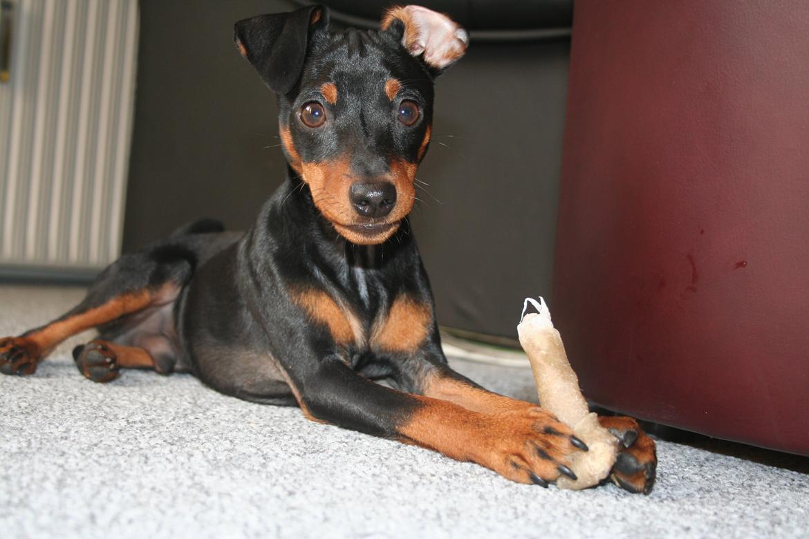 Dvaergpinscher Chaing`ez billede 3