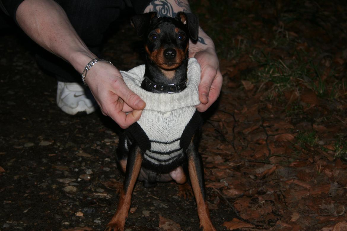 Dvaergpinscher Chaing`ez billede 4