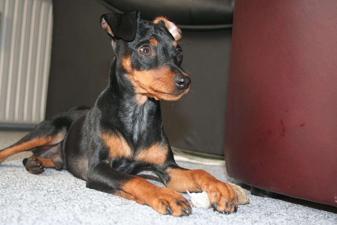 Dvaergpinscher Chaing`ez billede 5