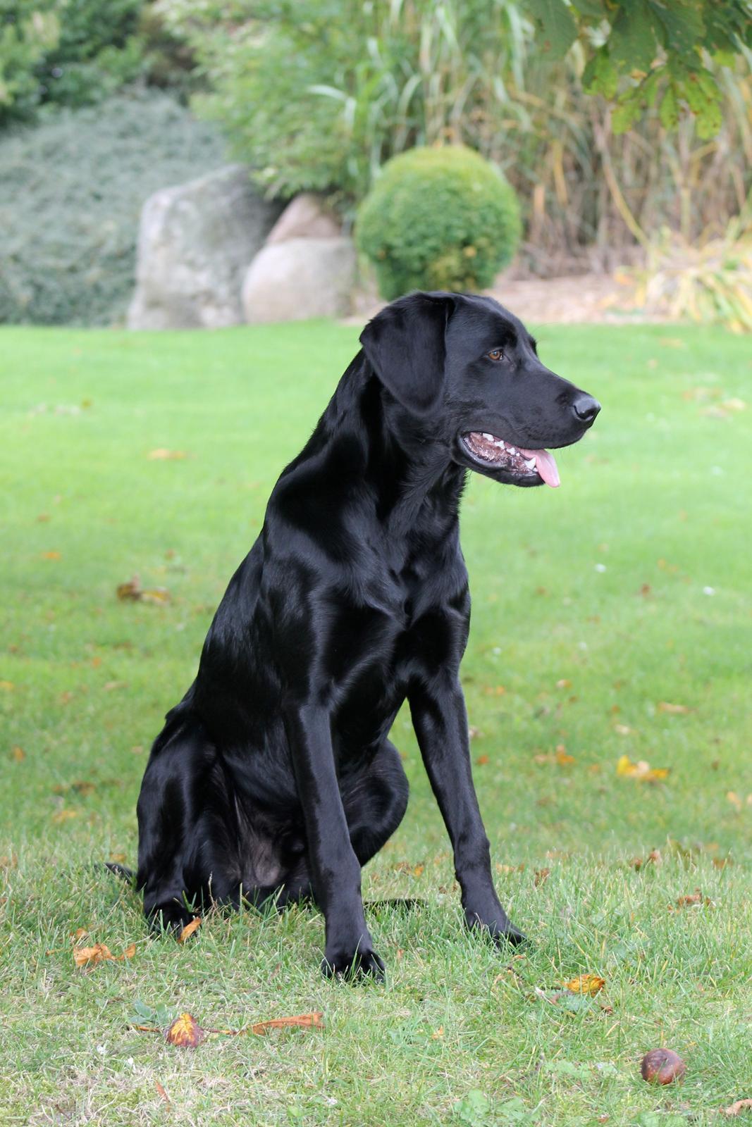 Blanding af racer Fredenslund's Andy - Andy i efteråret i haven :) - 8 mdr. <3 SMUK! billede 4