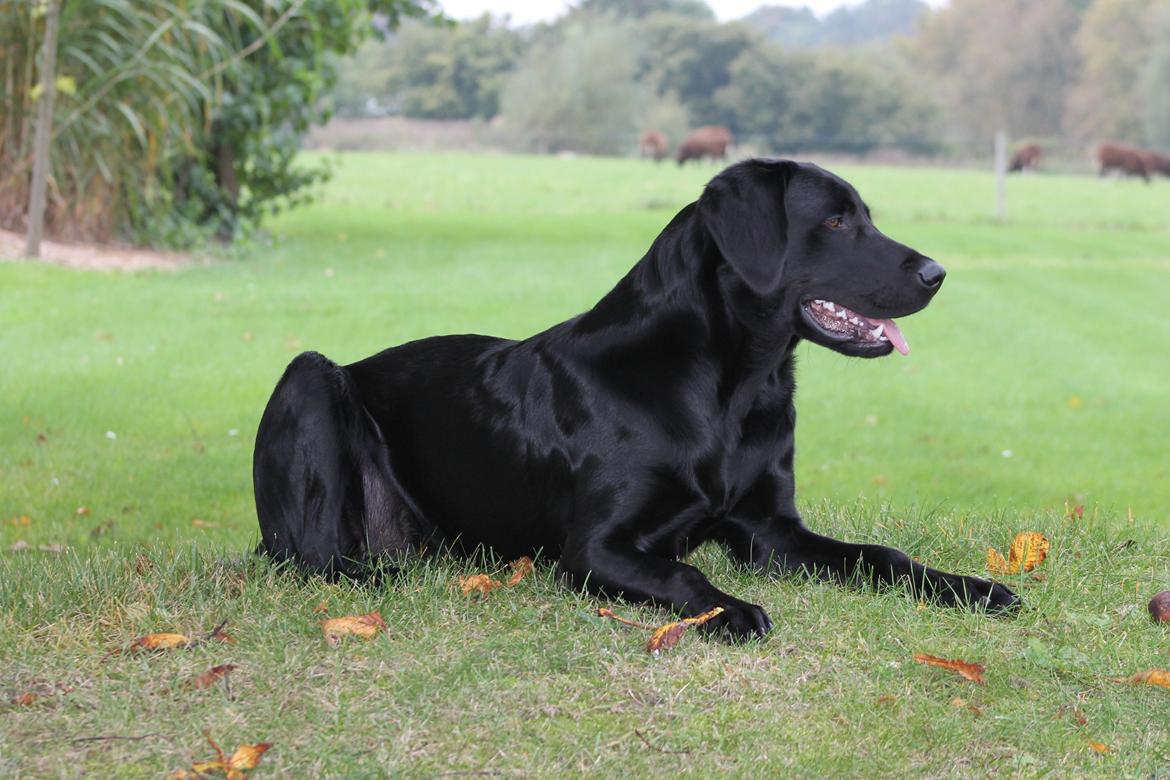 Blanding af racer Fredenslund's Andy - Andy i efteråret i haven :) - 8 mdr. <3 SMUK! billede 9