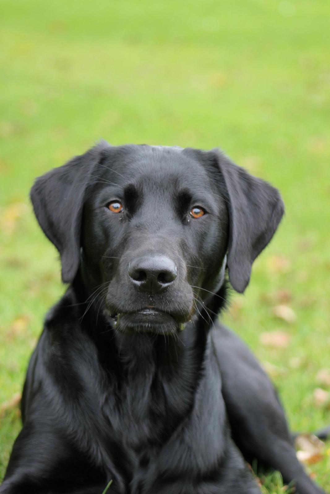 Blanding af racer Fredenslund's Andy - Andy 8 mdr - til sammenligning med et ældre foto :) sjovt. hihi <3 billede 14