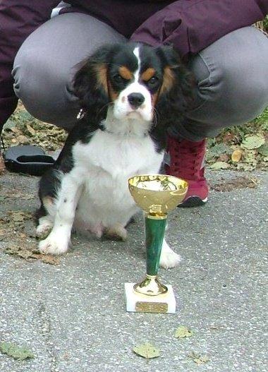 Cavalier king charles spaniel Basse Dion billede 20