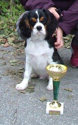 Cavalier king charles spaniel Basse Dion - 
Her er et billede fra hans første udstilling.  billede 3