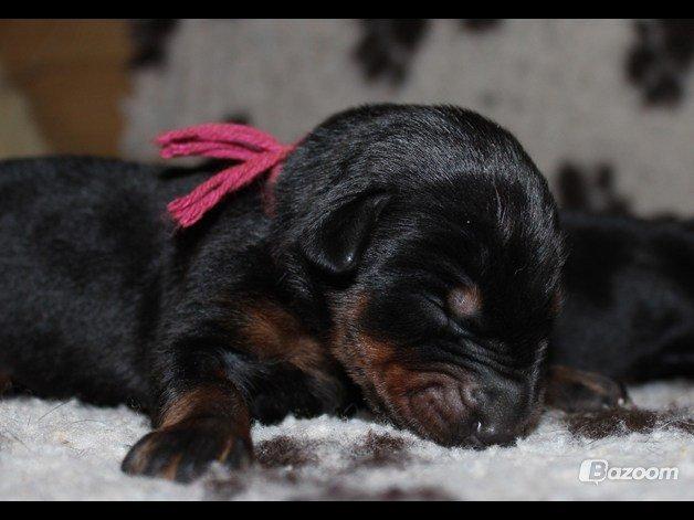 Dobermann Proud Danish Face Of Beauty - Et par dage gammel ca. billede 1