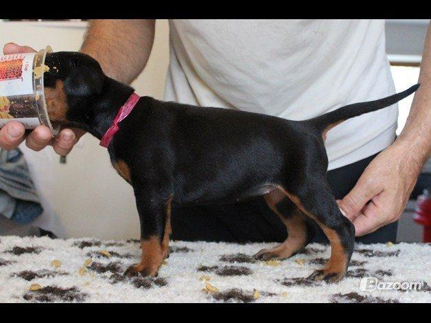 Dobermann Proud Danish Face Of Beauty billede 2