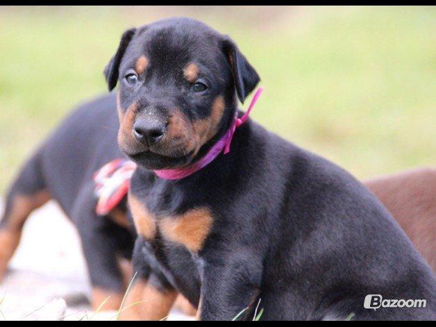 Dobermann Proud Danish Face Of Beauty billede 3