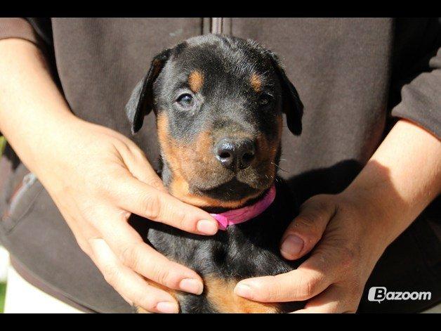 Dobermann Proud Danish Face Of Beauty - 5 uger gammel :) billede 4