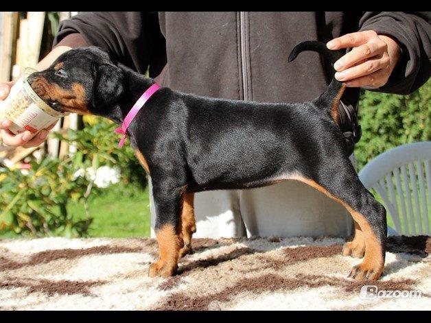 Dobermann Proud Danish Face Of Beauty - 5 uger gammel :) billede 5