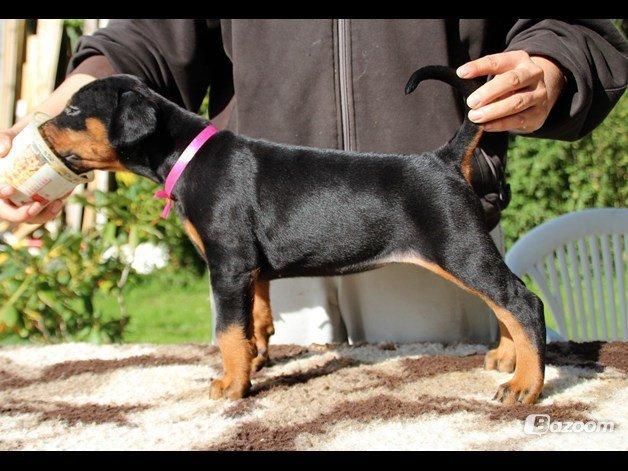 Dobermann Proud Danish Face Of Beauty - 5 uger gammel :) billede 6