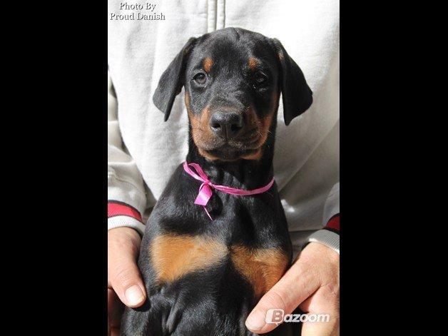 Dobermann Proud Danish Face Of Beauty - 7 uger gammel :) billede 7