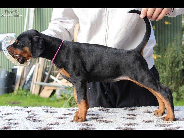 Dobermann Proud Danish Face Of Beauty - 7 uger gammel :) billede 8