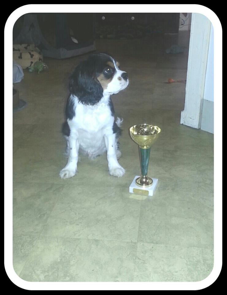 Cavalier king charles spaniel Basse Dion - 
Her er et billede fra hans første udstilling.  billede 2
