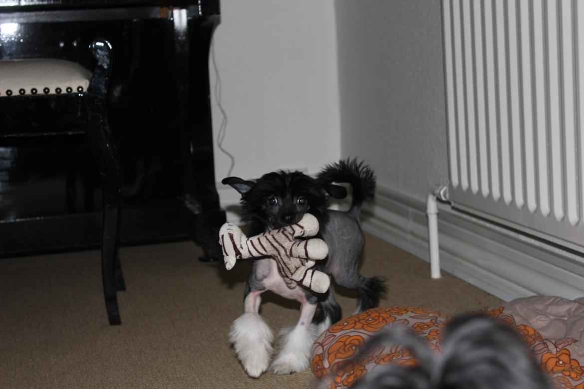 Chinese crested hårløs Nova - Chinese crested hvalp billede 6