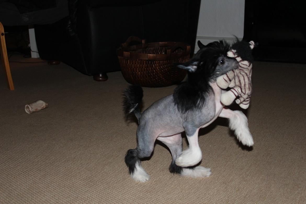 Chinese crested hårløs Nova - Chinese crested leger med bamse billede 7