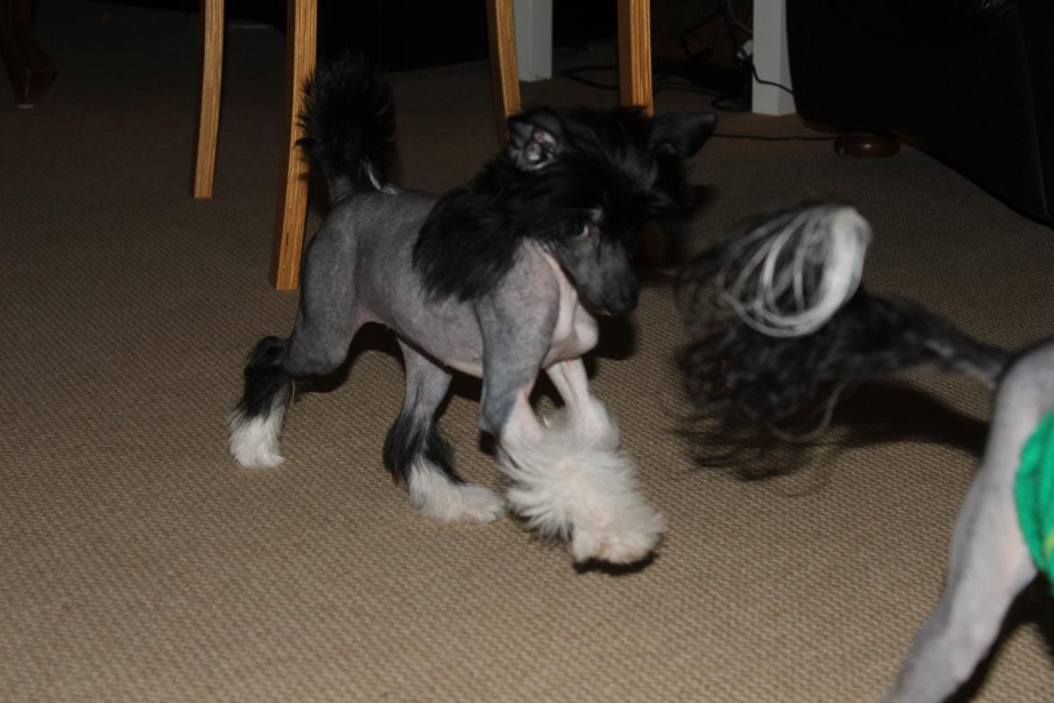 Chinese crested hårløs Nova - Smuk hårløs hund billede 8