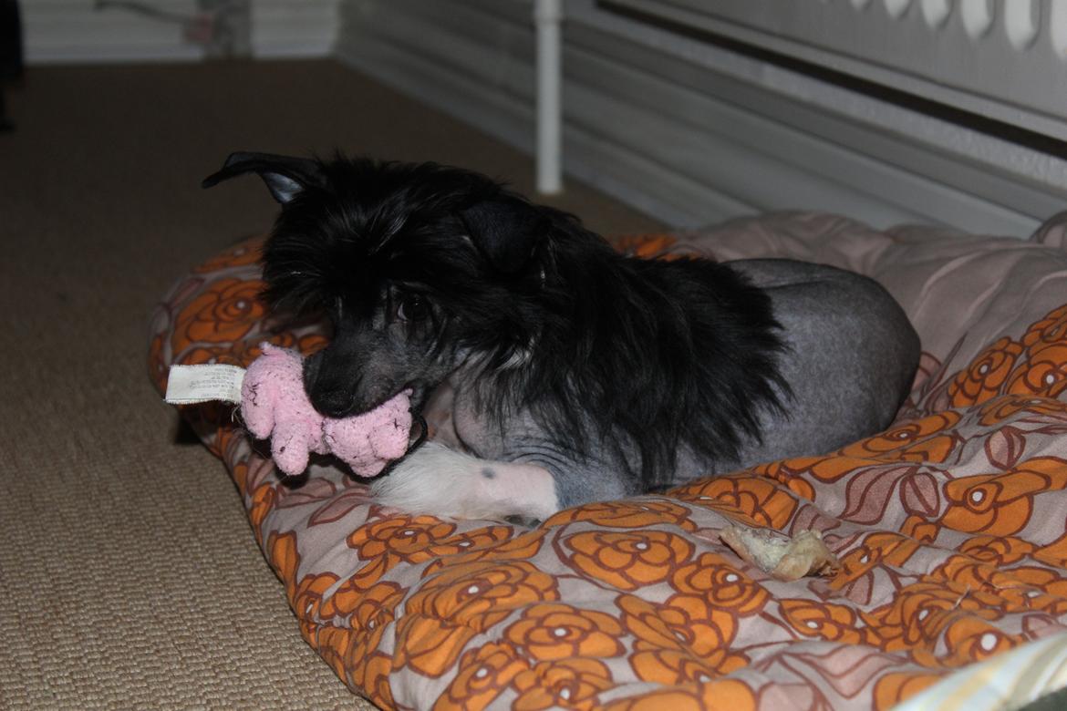 Chinese crested hårløs Nova - Chinese crested putter billede 9