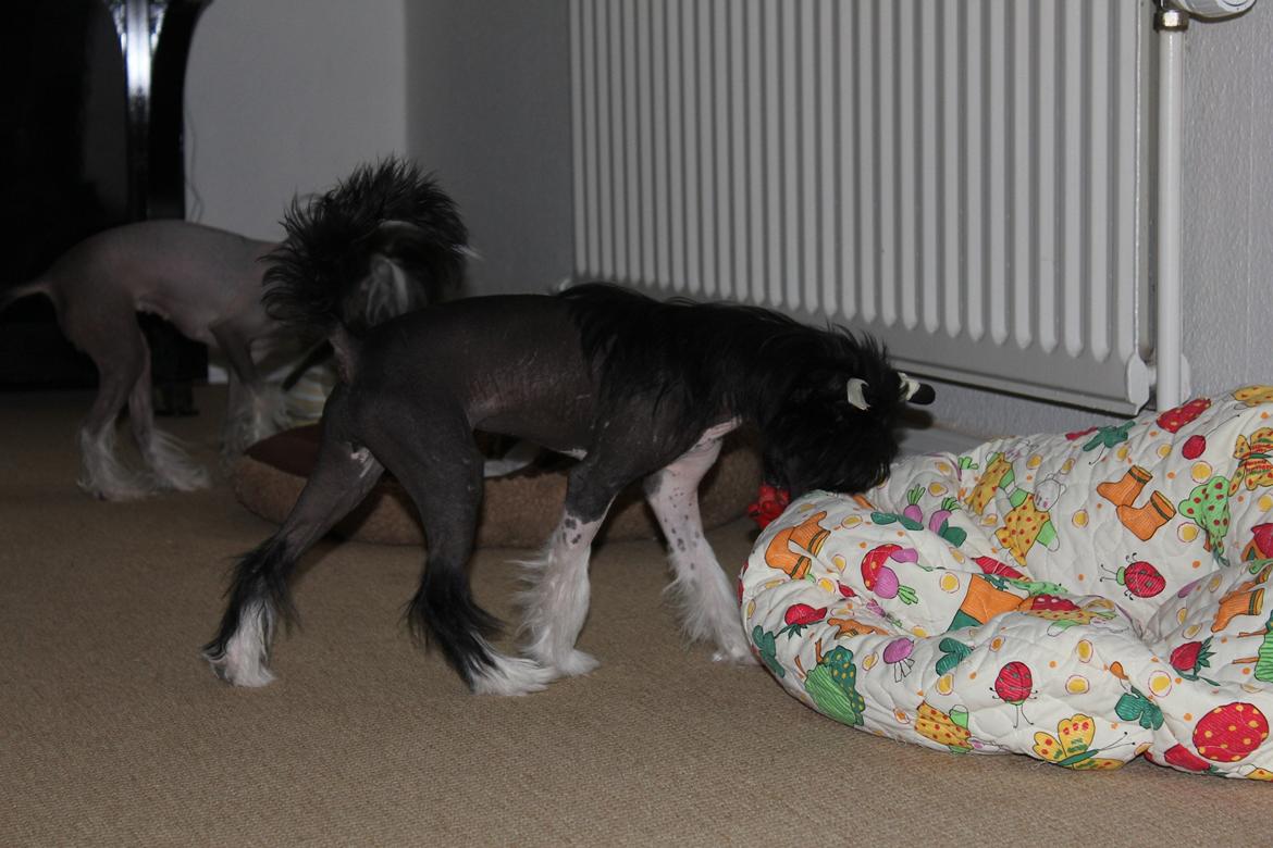 Chinese crested hårløs Nova - Chinese crested tosser billede 10