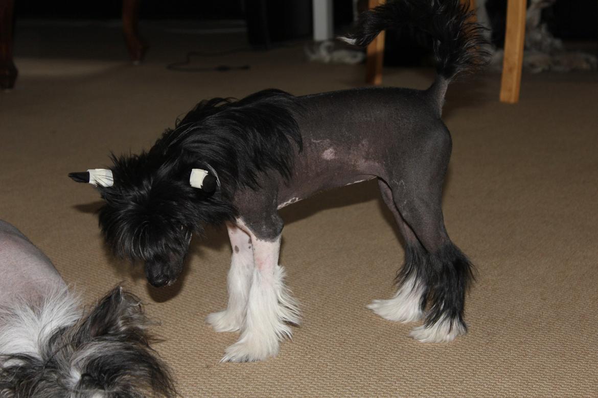 Chinese crested hårløs Nova - Sort og hvid kineser billede 11