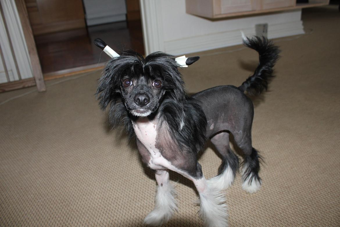 Chinese crested hårløs Nova - Chinese crested med tape på ørene billede 12