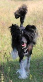 Chinese crested hårløs Nova - Chinese crested løber billede 13