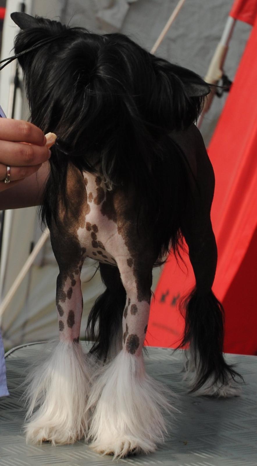 Chinese crested hårløs Nova billede 14