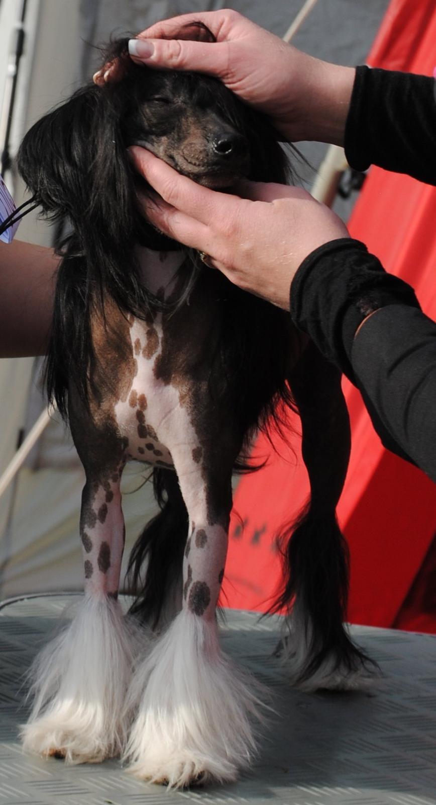 Chinese crested hårløs Nova billede 15