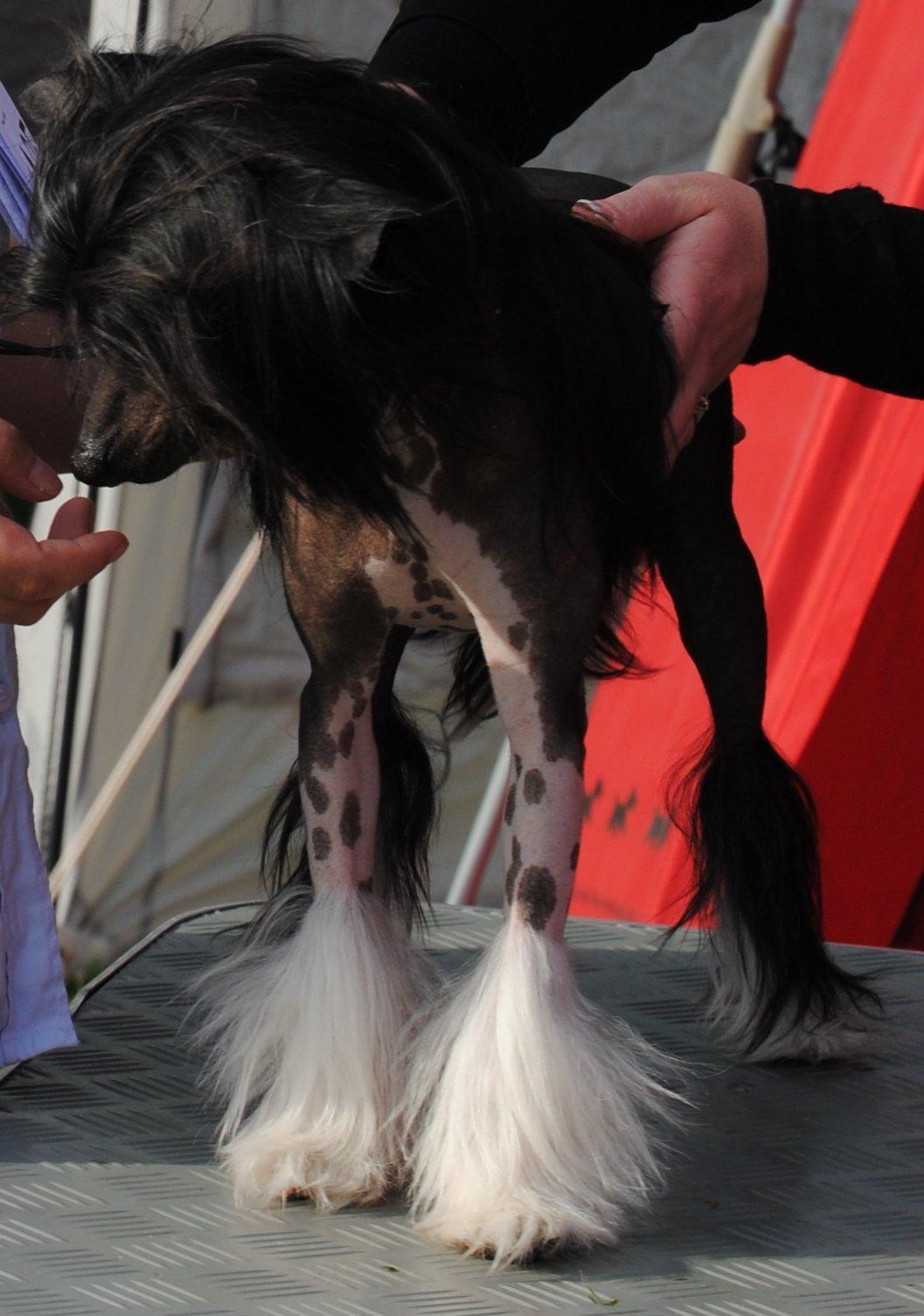 Chinese crested hårløs Nova billede 17