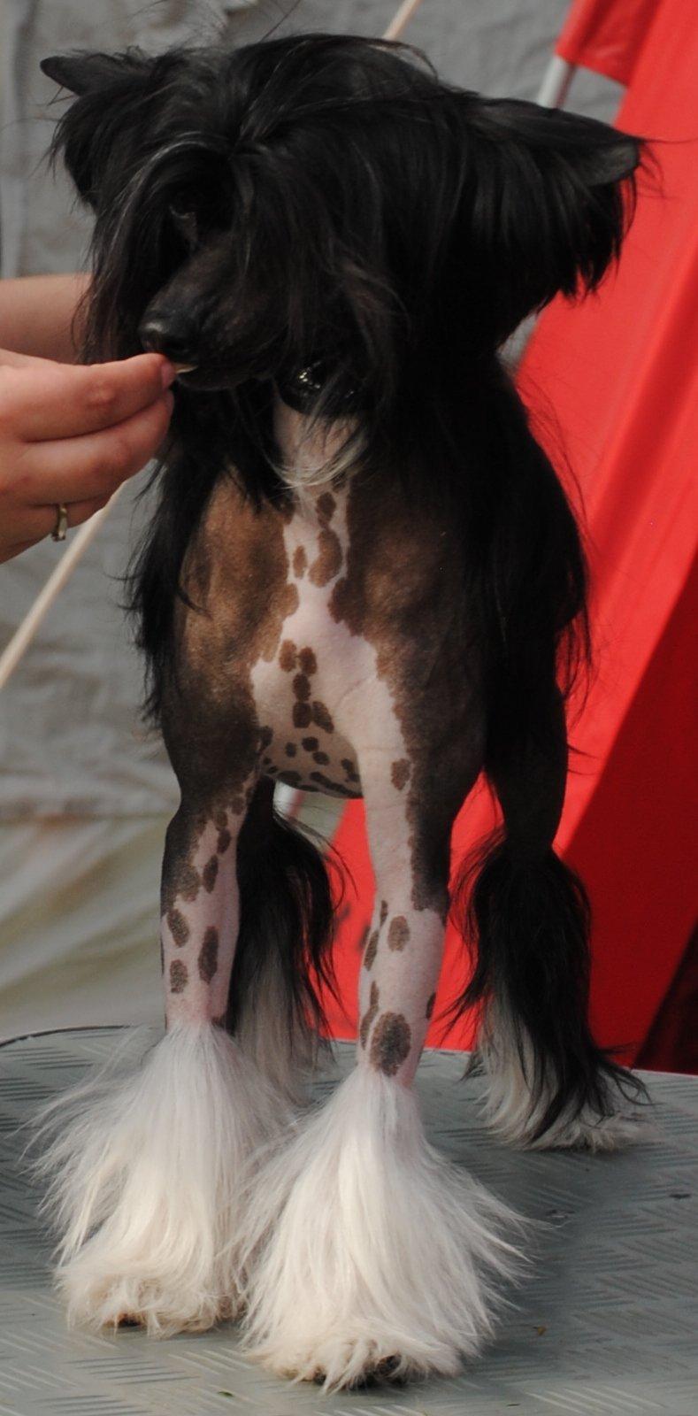 Chinese crested hårløs Nova billede 18