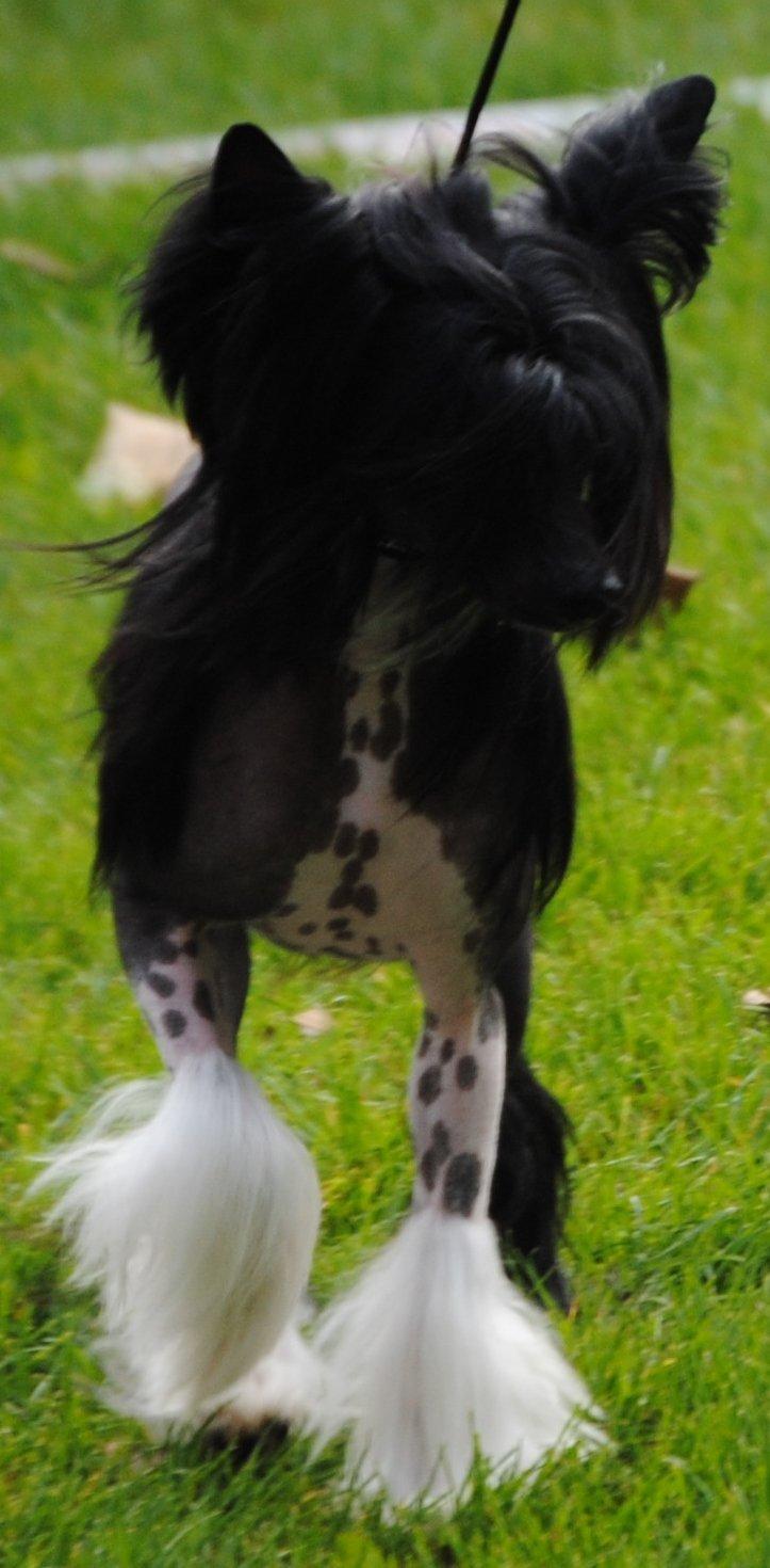 Chinese crested hårløs Nova billede 19