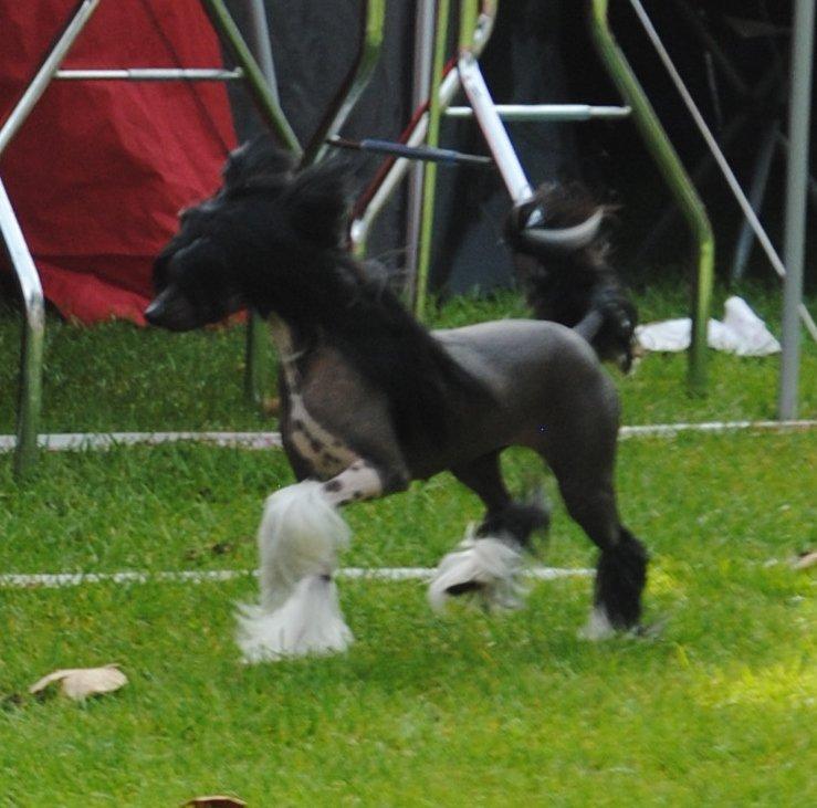 Chinese crested hårløs Nova - Den smukkeste kineser billede 5