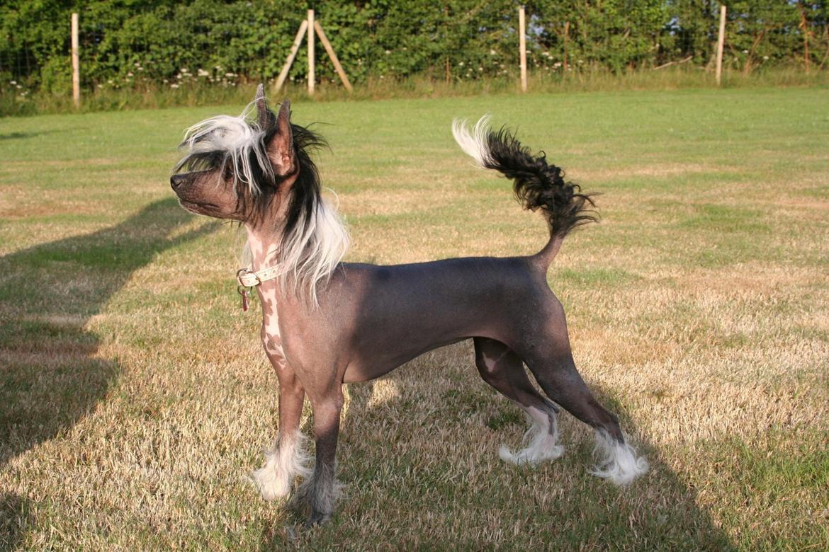 Chinese crested hårløs Ying ying - Kinesisk hårløs leger billede 5