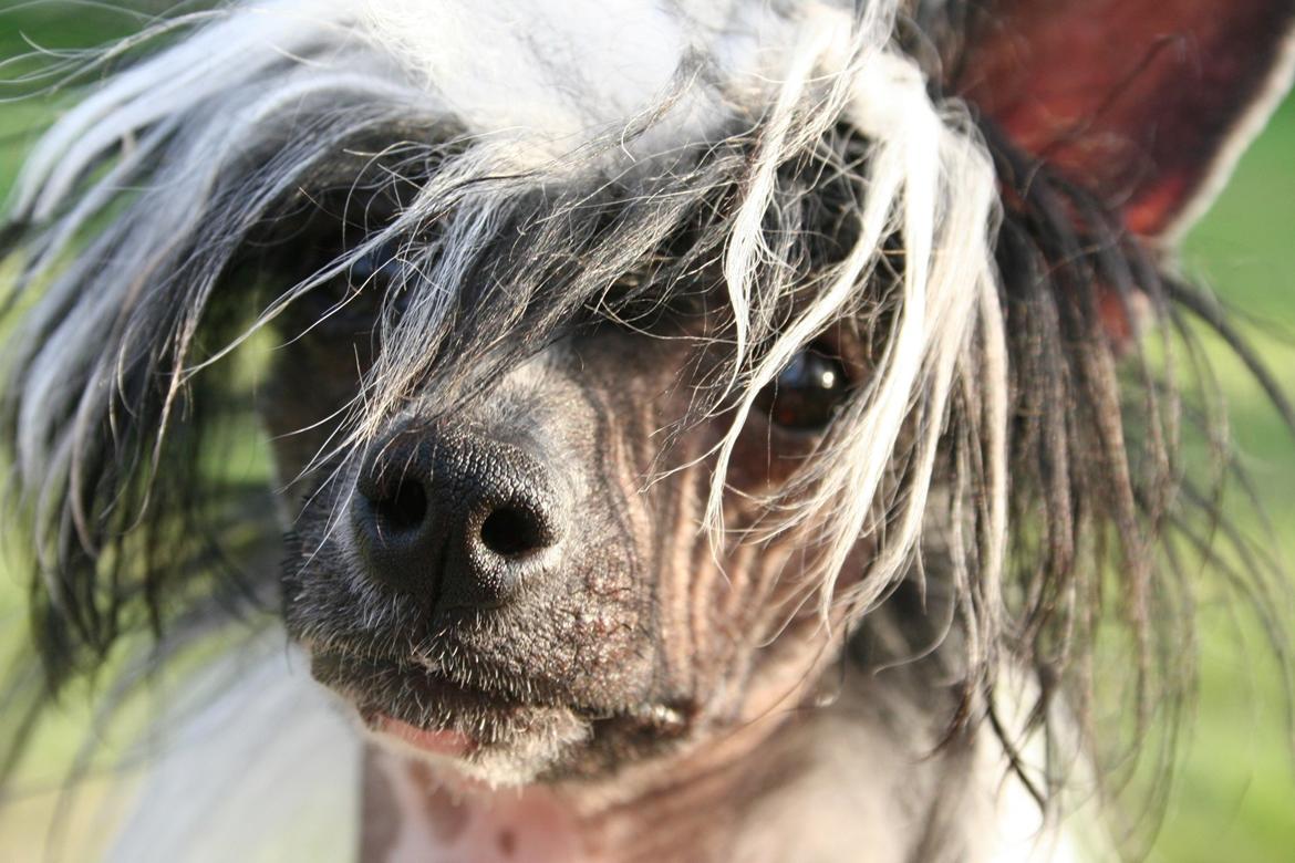 Chinese crested hårløs Ying ying - Hårløs hoved billede 6