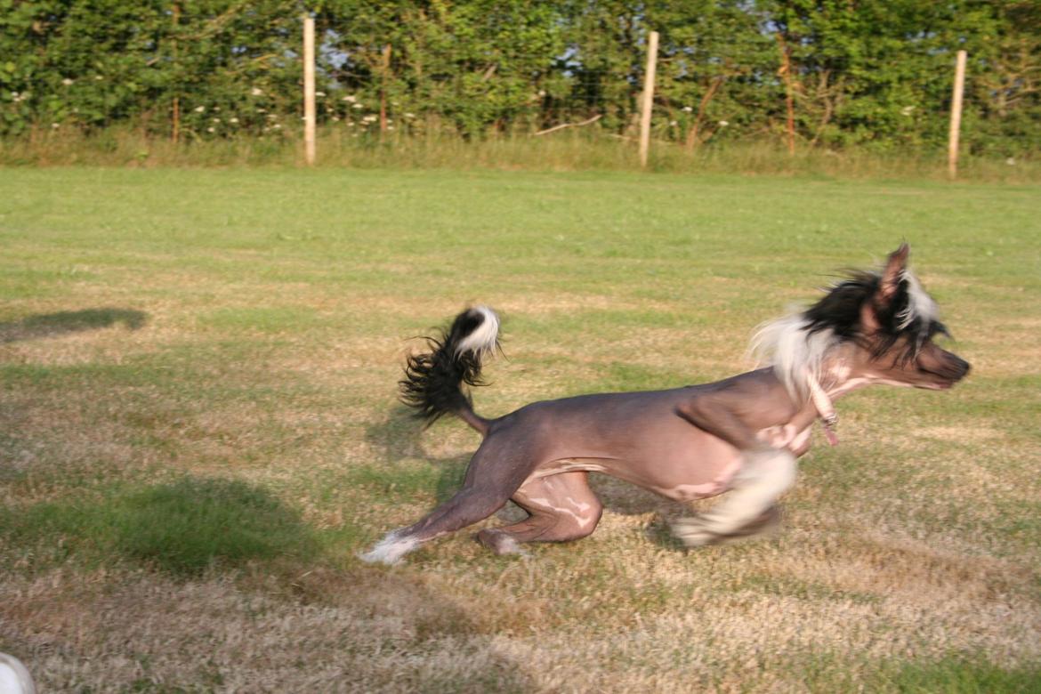 Chinese crested hårløs Ying ying - Kinesisk hårløs løber  billede 8