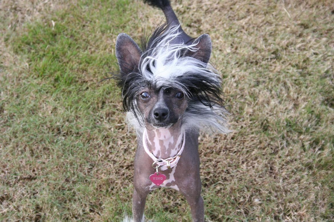 Chinese crested hårløs Ying ying - Chinese crested fotomodel billede 9